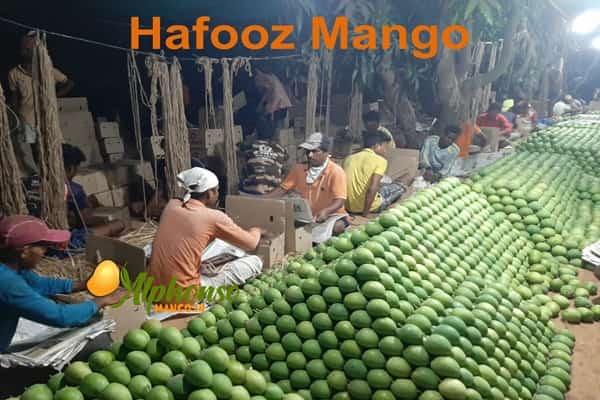 Hafooz mango