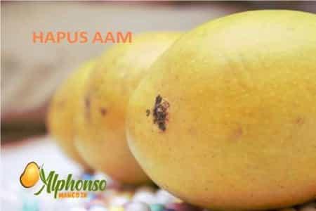 Hapus Aam - Hapus Amba - AlphonsoMango.in