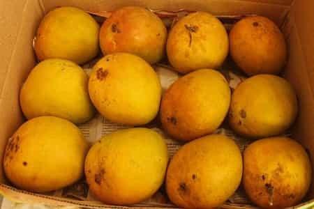 King of Mangoes in world Hapus Raja! - AlphonsoMango.in