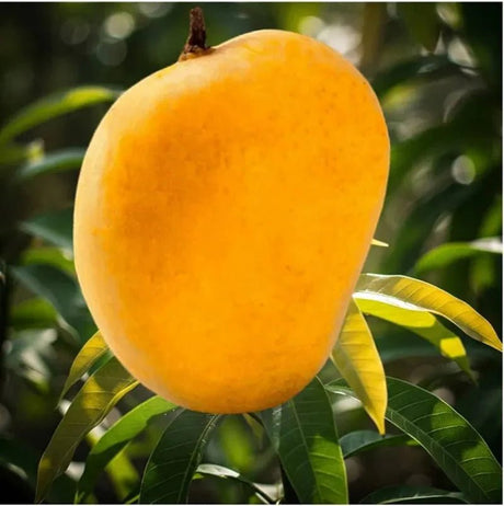 Hapus Mango Rate Online - AlphonsoMango.in