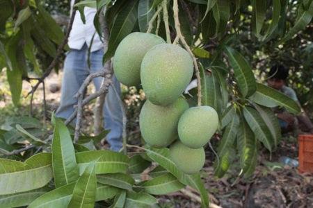 Harvesting Alphonso Mangoes | Hapus Mango - AlphonsoMango.in