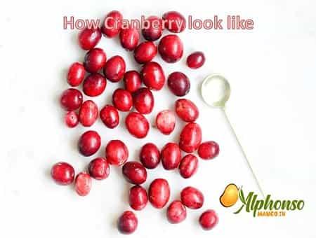 How does Cranberry look like - AlphonsoMango.in