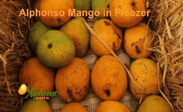 How long can you keep mango in the freezer? - AlphonsoMango.in