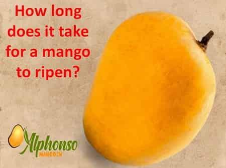 How long does it take for a mango to ripen? - AlphonsoMango.in