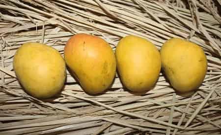 How many Alphonso Mangoes in Mango box? - AlphonsoMango.in