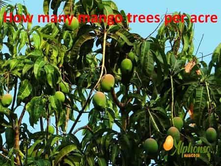 How many mango trees per acre - AlphonsoMango.in