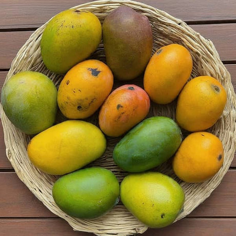 How many mango varieties in india