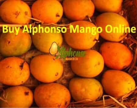 How to Buy Alphonso Mango Online - AlphonsoMango.in