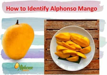 How to identify authentic Hapus mango? - AlphonsoMango.in