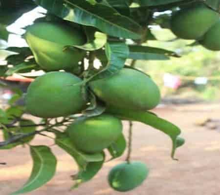 how to ripen a Alphonso mango? - AlphonsoMango.in
