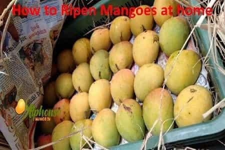How to Ripen Mango at home? - AlphonsoMango.in