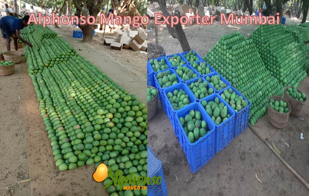 Premium Alphonso Mango Exporter Mumbai