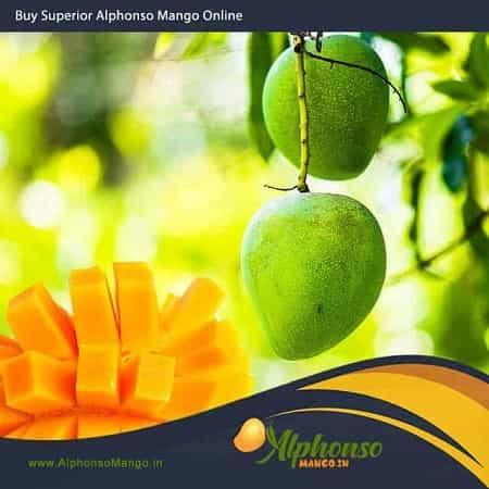 Alphonso Mango Online - AlphonsoMango.in