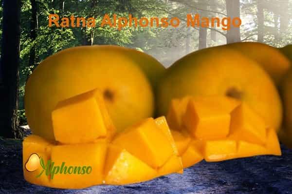 Buy tasty Ratna Alphonso Mango Online with best price