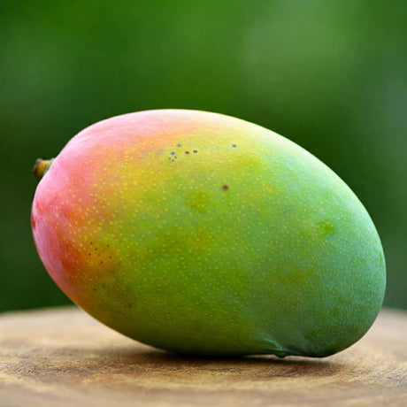 Devgad Hapus Mango