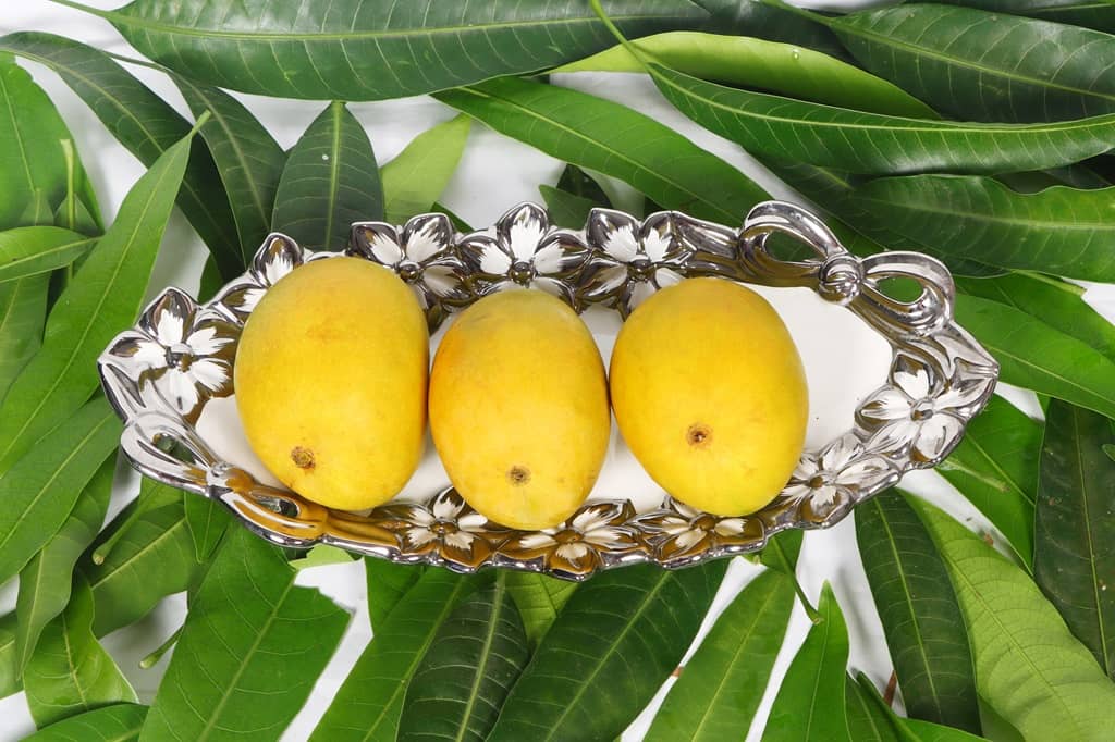 Mango Export from India