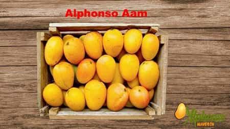 Alphonso Aam - Hapoos Aam - AlphonsoMango.in