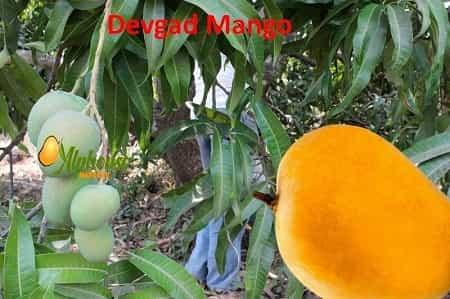 Devgad Mango