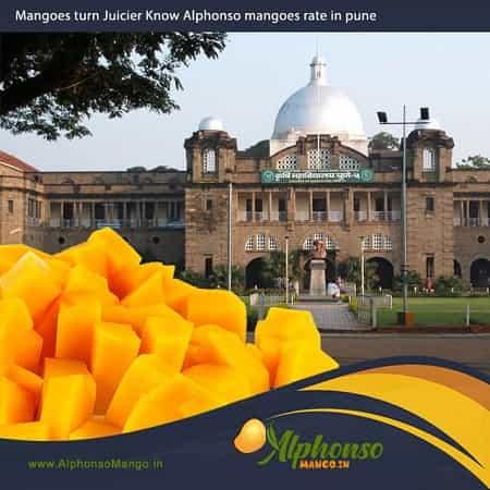 Alphonso Mango rate in Pune - AlphonsoMango.in