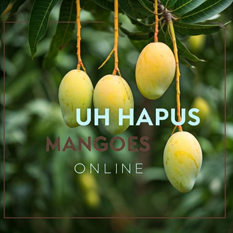 Alphonso Mangoes in Pune | Buy Fresh Hapus Mangoes Online