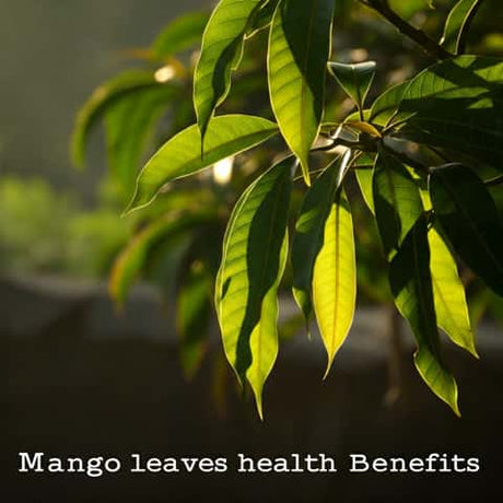 Mango Leaves Health Benefits