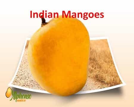 Indian Mango Varieties - AlphonsoMango.in