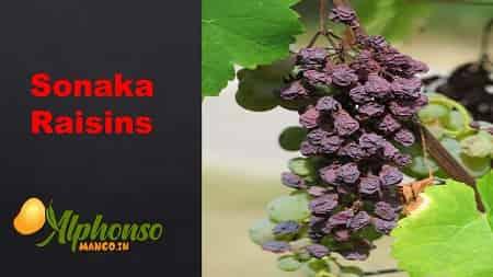 Indian Raisins Tasty Sonaka Raisins - AlphonsoMango.in