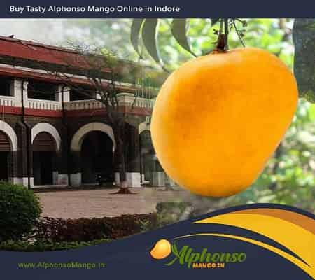 Alphonso Mango in Indore, Mango Jatra - AlphonsoMango.in