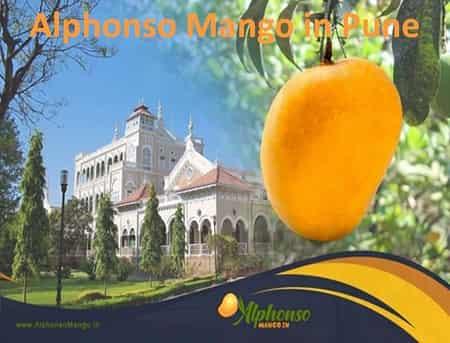 Alphonso Mango in Pune - AlphonsoMango.in