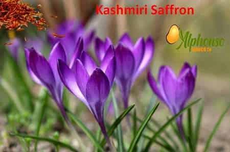 Kashmiri Saffron - AlphonsoMango.in