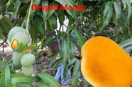 King of Alphonso Mangoes | Devgad Mango - AlphonsoMango.in