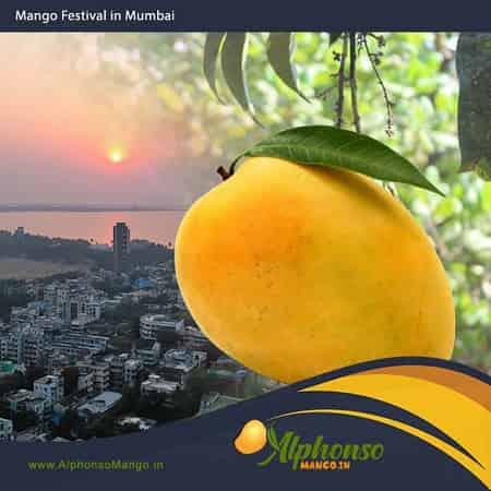 Mango Festival in Mumbai - AlphonsoMango.in
