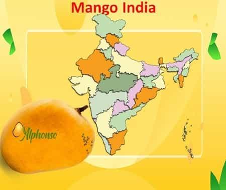 Mango India | India Produce of Premium Mangoes - AlphonsoMango.in