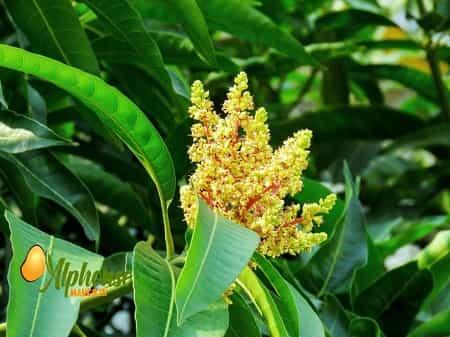 Mango Leaves: Be Healthy Within! - AlphonsoMango.in