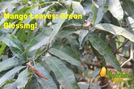 Mango Leaves: Green Blessing! - AlphonsoMango.in