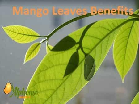 Mango Leaves Health Benefits - AlphonsoMango.in