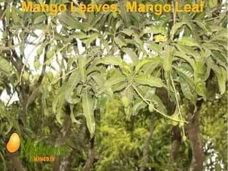 Mango Leaves, Mango Leaf Uses – AlphonsoMango.in