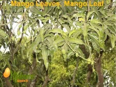 Mango Leaves, Mango Leaf, Mango Leaves Uses - AlphonsoMango.in