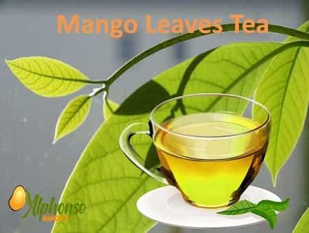 Mango Leaves Tea - AlphonsoMango.in