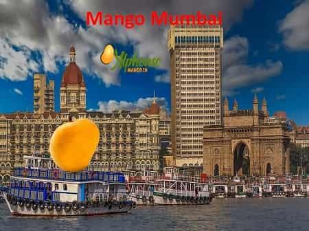 Mango Mumbai - Buy Mangoes Mumbai - AlphonsoMango.in