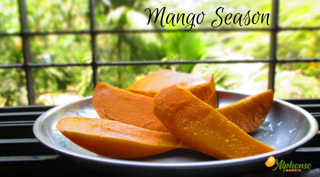 Mango Season | Mango Fruit Season