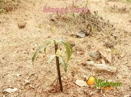 Mango Seed Benefits - AlphonsoMango.in