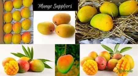 Mango Suppliers - Mango Sellers - AlphonsoMango.in