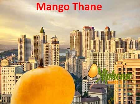Mango thane