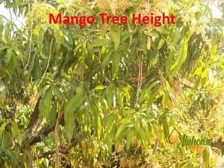 Mango tree height - AlphonsoMango.in