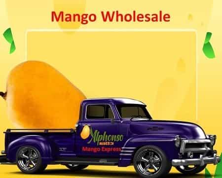 Mango Wholesale - AlphonsoMango.in