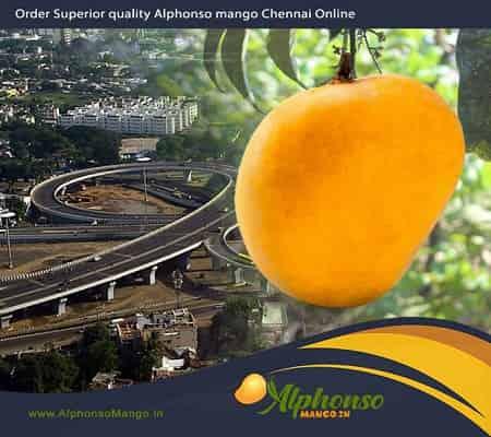 Alphonso Mango Chennai - AlphonsoMango.in