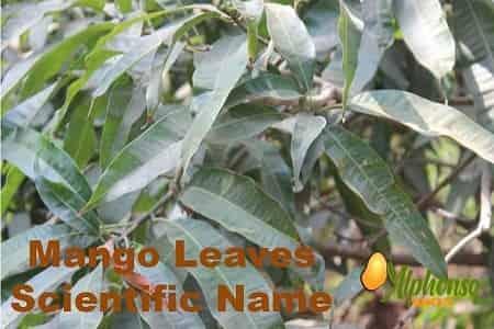 Mangoes leaves scientific name - AlphonsoMango.in
