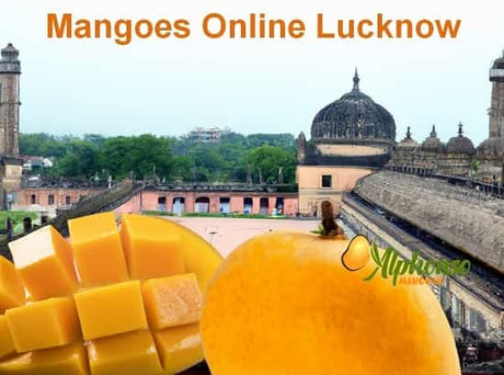 Mangoes online Lucknow - AlphonsoMango.in