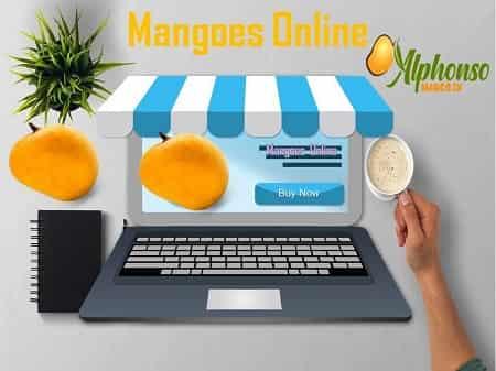 Mangoes Online Store Now available - AlphonsoMango.in
